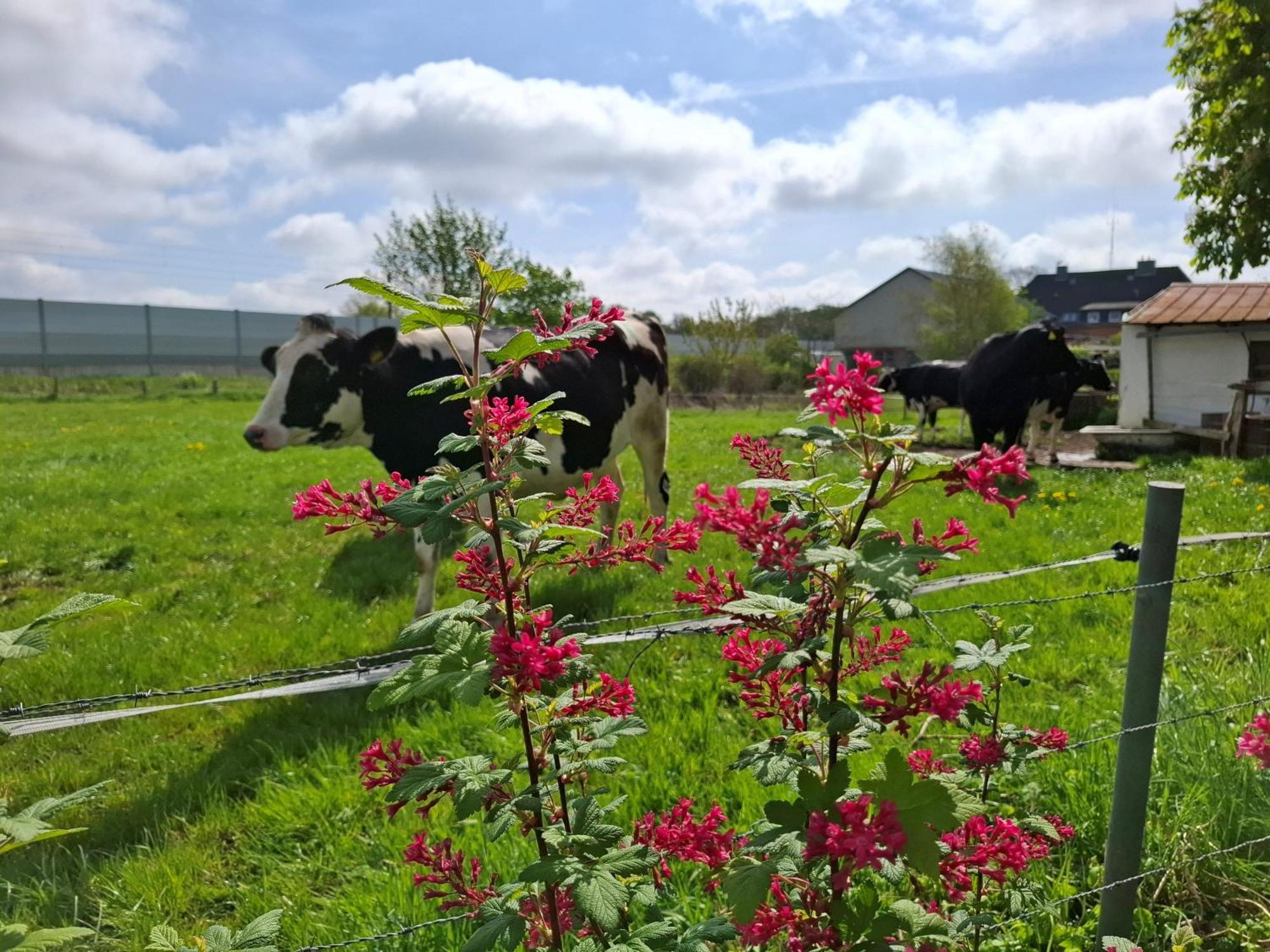Ferienwohnung Naeve - Gemuetliche Wohnung Auf Dem Lande Mit Zwei Schlafzimmern Barderup 外观 照片